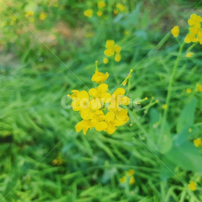꽃,풀,유채꽃,자연,노란색,노랑