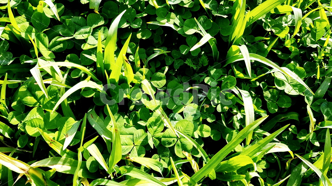 정원,가든,산책,잡초,들풀,식물,자연,plants,nature