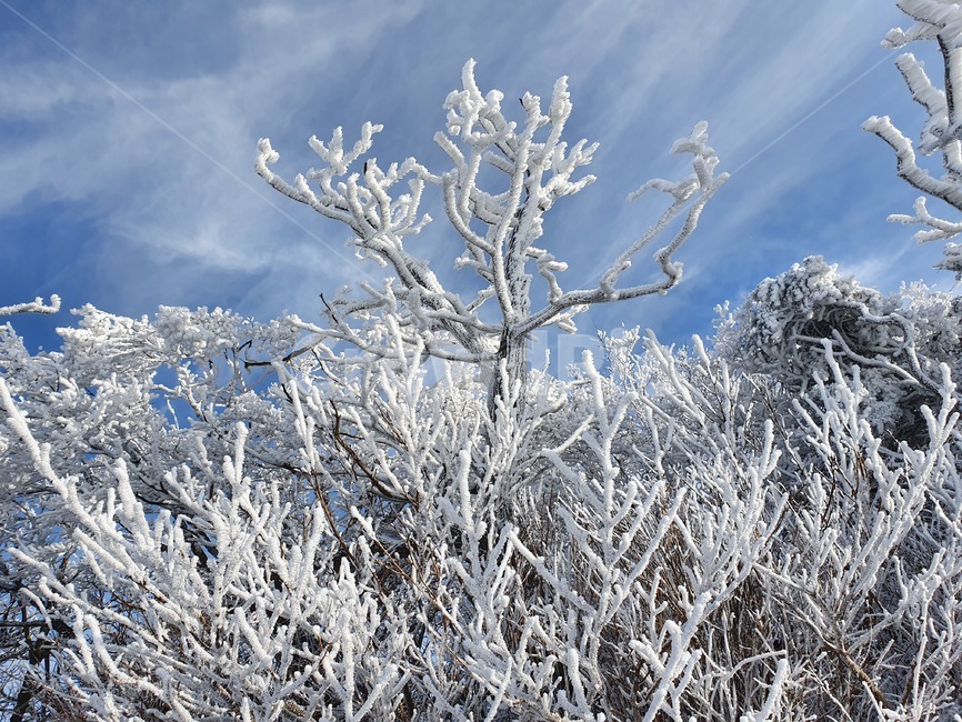 설산,눈,눈꽃,snowmountain,suricacid,tree,나무,plant,식물,outdoors,nature,자연,빙,ice,덕유산,겨울,계절,winter,season