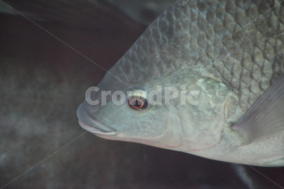 틸라피아,역돔,민물고기,물고기,tilapia,열대어,tropicalfish,동물,animal,어류,물고기,fish