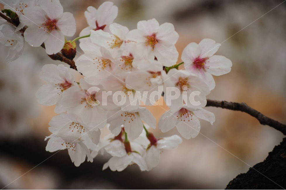 봄소식,벚꽃,겹벚꽃,왕벚꽃,윤중로,봄,계절,spring,season,식물,자연,plants,nature,꽃,flower,plant,blossom,cherry blossom