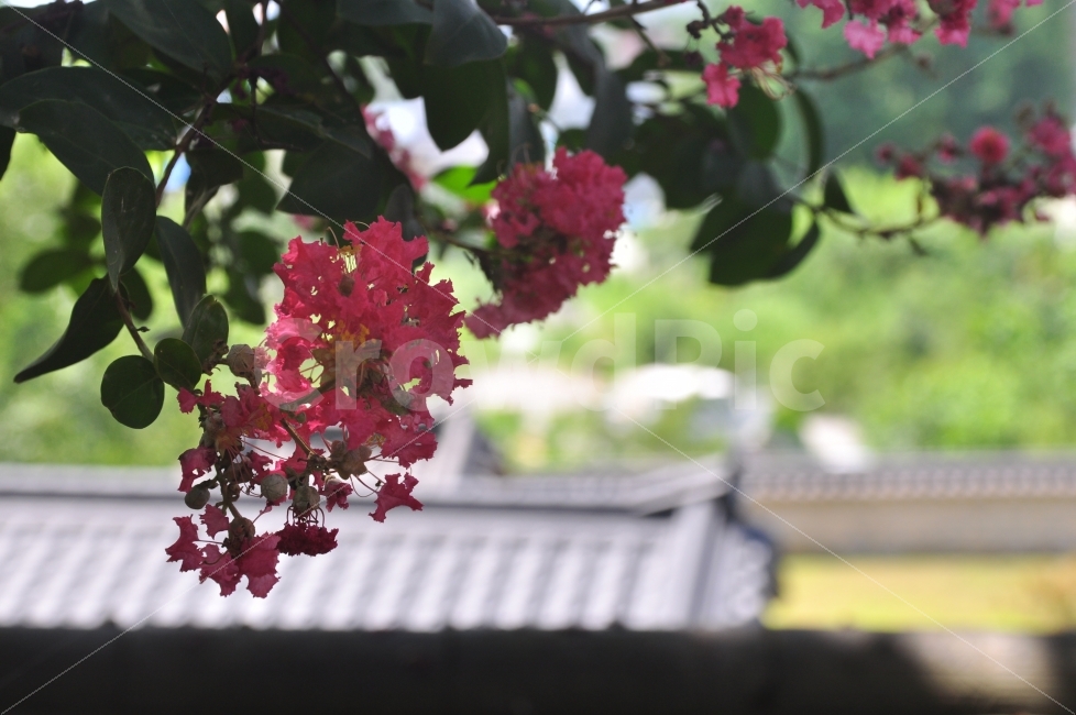 한여름,배롱나무,하목정,대구달성,고택,식물,자연,plants,nature,꽃,flower