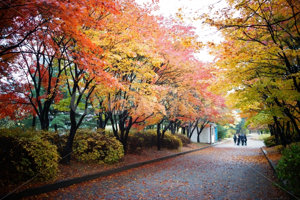 가을,단풍,낙엽,공원,여의도공원,가을,계절,fall,autumn,season,자연,풍경,nature,landscape,tree,나무,maple,plant,식물,leaf,잎