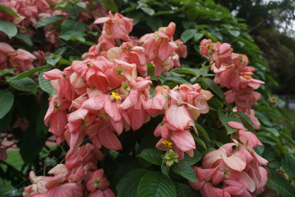꽃,분홍색,코랄,핑크,나무,초록,여름,식물,plant,flower,blossom