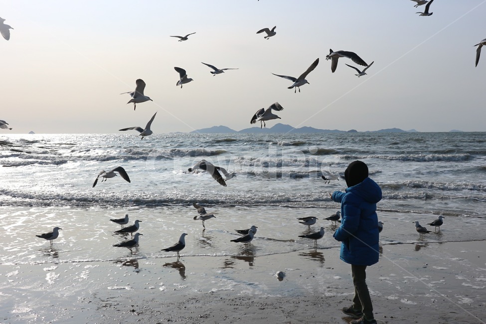 겨울바다,겨울,바다,갈매기,새,풍경,sea,seagull,winter