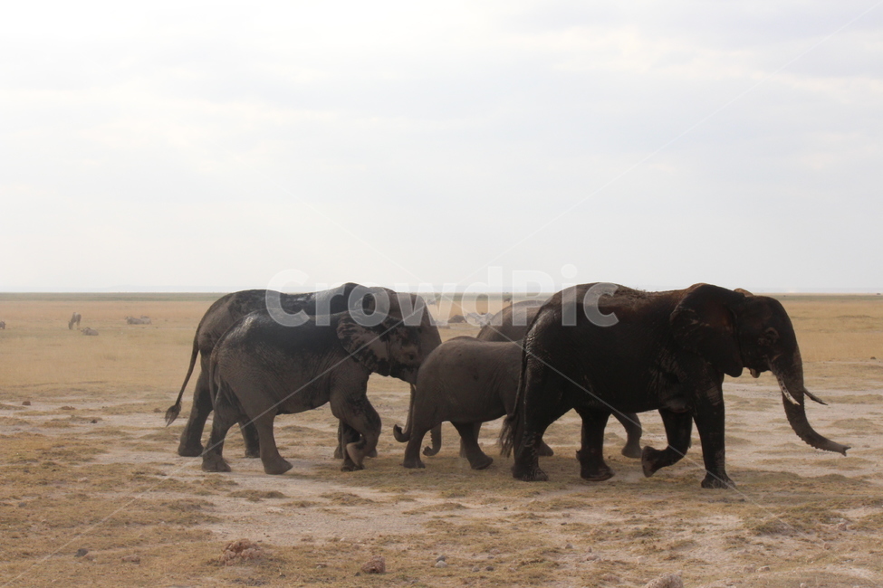 케냐,아프리카,자연,코끼리,코끼리가족,동물,animal,포유류,mammal
