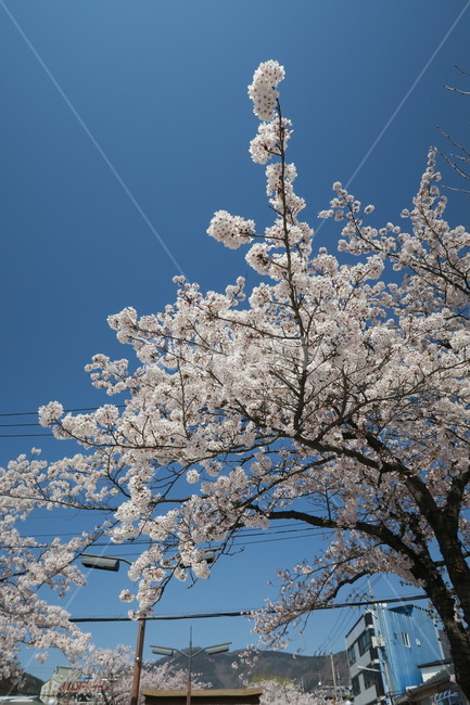 벚꽃,봄,꽃,나무,식물,봄,계절,spring,season,자연,풍경,nature,landscape,plant,flower,blossom
