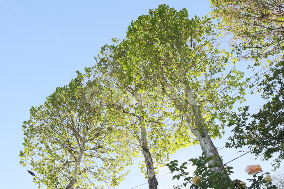 풍경,자연풍경,나무,해질녘,산책,초록,자연,풍경,nature,landscape,식물,plants,나무,trees,wood,tree,plant,tree trunk,나무 줄기