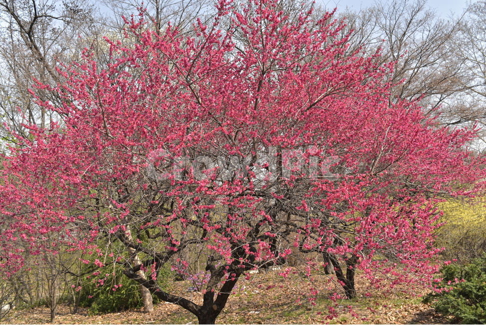자연,식물,나무,꽃,홍매화,봄,계절,spring,season,식물,자연,plants,nature,나무,trees,wood,plant,blossom,flower