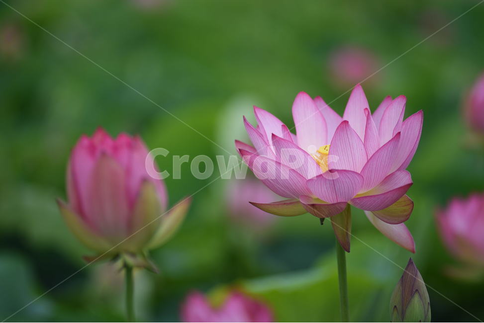 꽃,연꽃,식물,여름,연잎,식물,자연,plants,nature,꽃,flower
