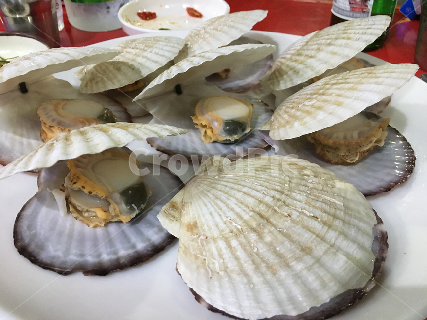 seashell,조개,해양생물,clam,해산물,술안주,입벌린조개,조개구이