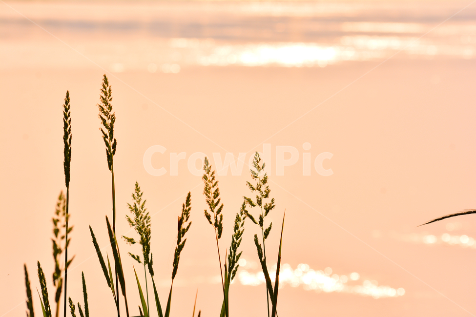 감성,들꽃,강변,파스텔톤,노을,보케,빛망울,석양,해질무렵,sunset,riverside,flowers,아름다운,강물,물,water,분홍색,햇빛,반사,명멸,그리움,feeling,emotion,sensible,landscape,야외,풍경,식물,야생화,들풀,오렌지색,살구색,분위기,느낌,식물,자연,plants,nature,꽃,flower,휴식,힐링,rest,relaxation,healing