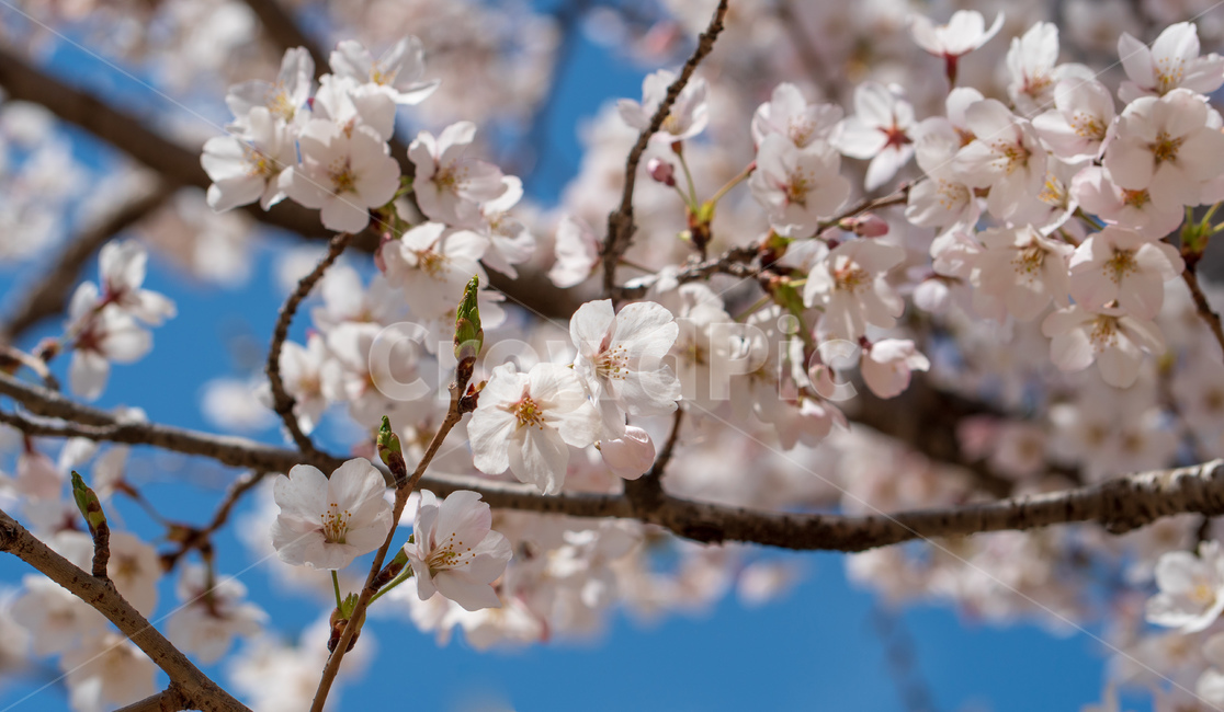 벚꽃,봄꽃,꽃,계절,spring,season,cherrymlossoms,꽃축제,파란하늘,푸른하늘,자연,가로수,벚꽃축제,연분홍색,핑크색,바탕,공원,flower,nature,garden,beautiful,예쁜,봄,나무,수수한