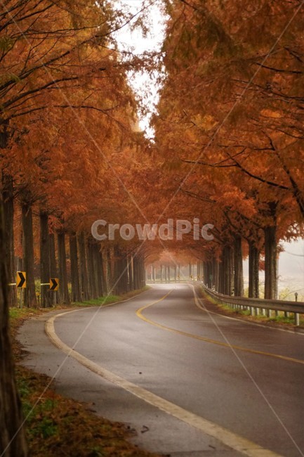 가을,메타세콰이어길,단풍,자연,나무,식물,오렌지색,길,가로수,안개,nature,autumn,fall,trees,자연풍경,한국자연풍경,orangecolor,감성,emotion,plant,maple,가을,계절,fall,autumn,season,자연,풍경,nature,landscape,road,도로,asphalt,아스팔트