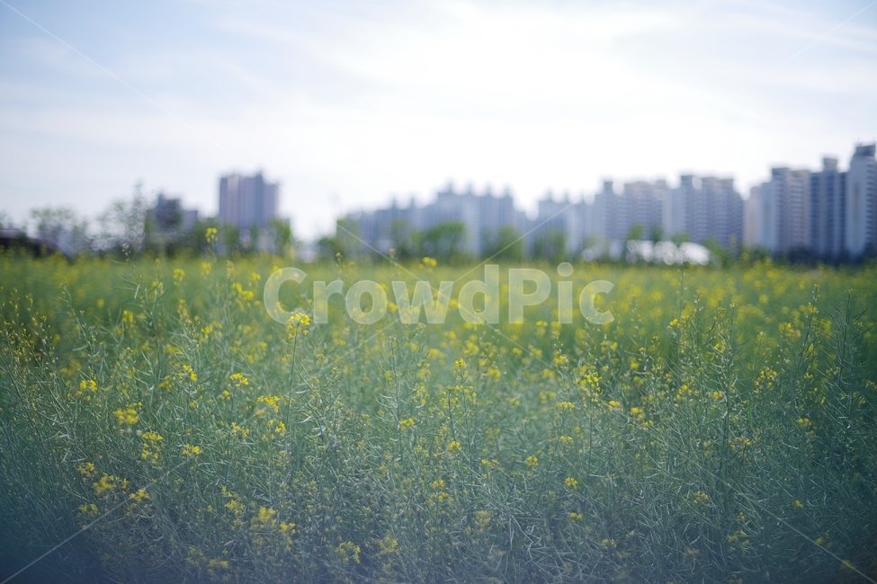 꽃,유채꽃,노란색,yellow,flower,꽃밭,유채꽃밭,여름,자연,하늘,nature,summer,도시,city,아름다움,감성,감성사진,소풍,나들이,자연,풍경,nature,landscape,도시,city,한국도시풍경,한국도시경관,korea cityscape,식물,plants,꽃,flower,grassland,목초지,field,들,outdoors,옥외,rural,농촌,countryside,한 지방,farm,농장,meadow
