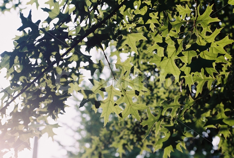 대왕참나무,여름,필름사진,필름감성,감성사진,여름,계절,summer,season,휴식,힐링,rest,relaxation,healing,식물,자연,plants,nature,leaf,잎,plant,tree,나무