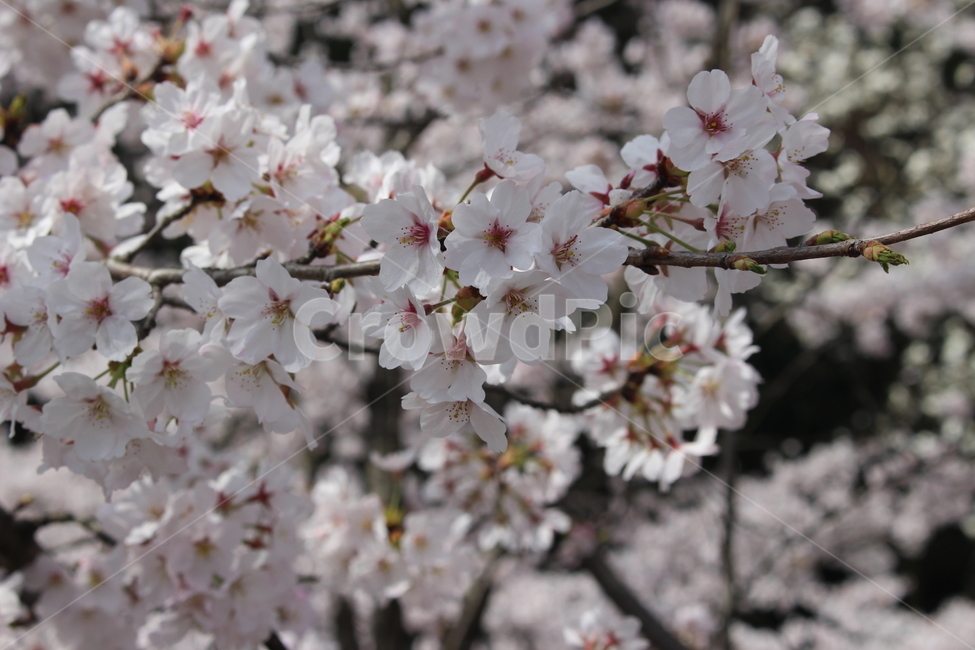 벚꽃,자연,봄,분홍,여유,봄,계절,spring,season,식물,자연,plants,nature,꽃,flower,plant,blossom