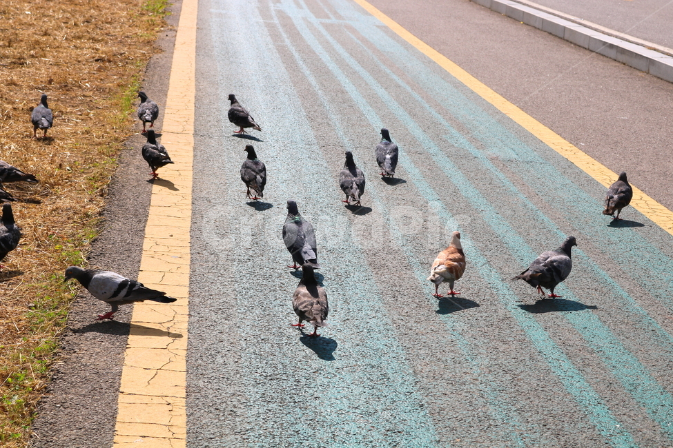 비둘기,새,조류,동물,산책길,자전거도로,도로,자연,잔디,풀,풀밭,동물,animal,조류,새,birds