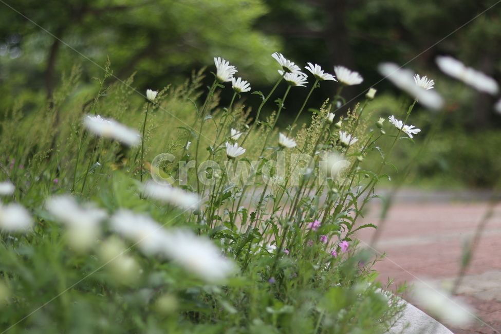 샤스타데이지,꽃,풍경,봄,흰색,식물,자연,plants,nature,꽃,flower