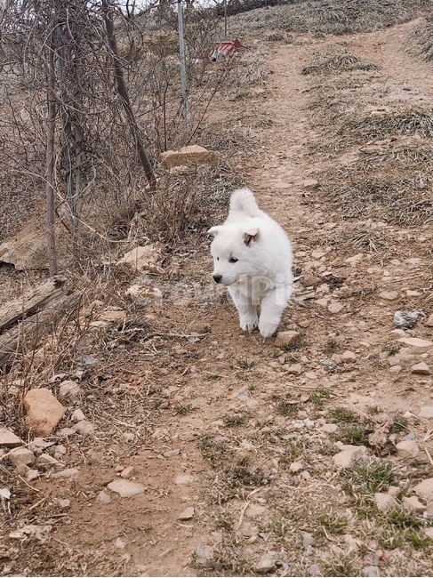 시골,강아지,흙,진돗개,하얀,포유류,mammal,개,강아지,dog,doggy