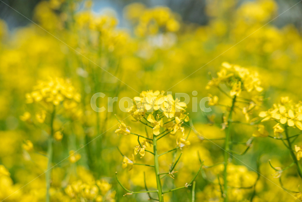 유채꽃,유채,노란배경,꽃배경,노란꽃,봄꽃,꽃밭,따뜻한,봄,계절,spring,season