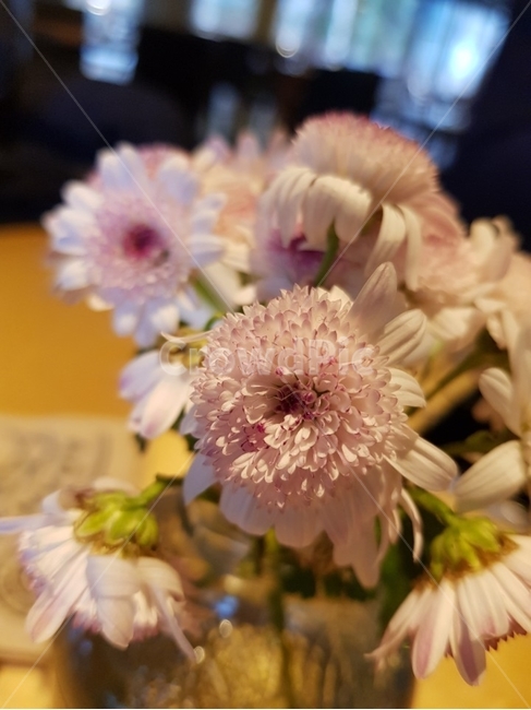 꽃,flower,blossom,식물,plant,꽃꽂이,꽃부케,감성,Emotional,식물,자연,plants,nature,꽃,flower