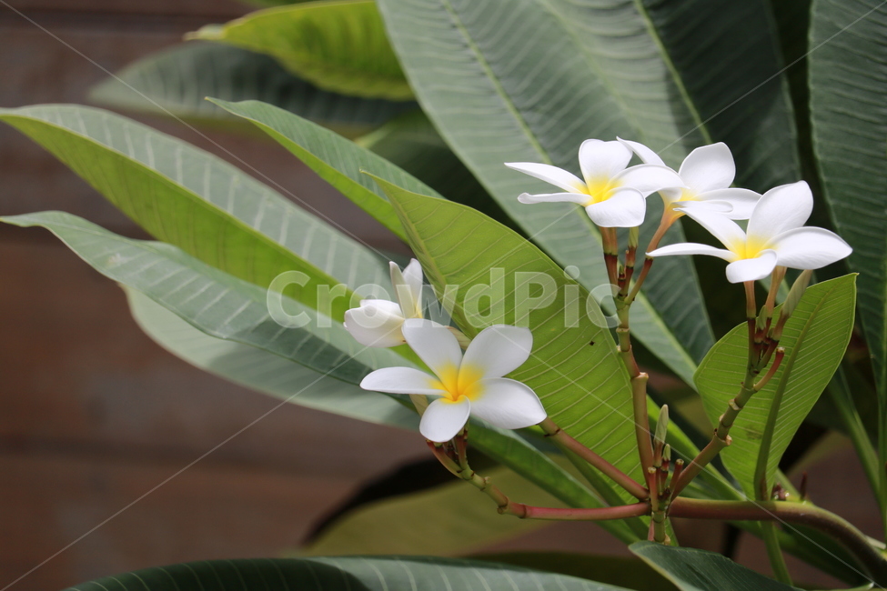 릴라와디,꽃,flower,식물,blossom,꽃,flower