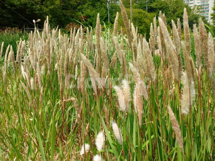 갈대,위근,위경,노근,가로,가위,겸가,노위,노,갈,문견초,가을,계절,fall,autumn,season,식물,자연,plants,nature,grass,잔디,plant,lawn,reed