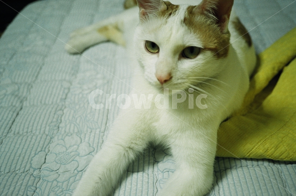 필름,필름사진,film,동물,고양이,cat,pet,반려동물,애완동물,포유류,animal,동물,animal,포유류,mammal,고양이,cat,kitten,kitty