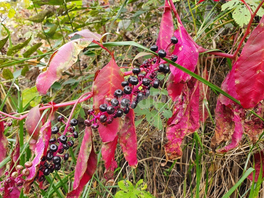 plant,부시,식물,vegetation,초목,bush,열매,과일,열매,fruit