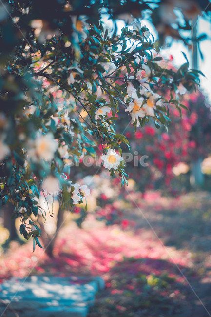 leaf,잎,plant,식물,tree,나무,식물,자연,plants,nature,꽃,flower