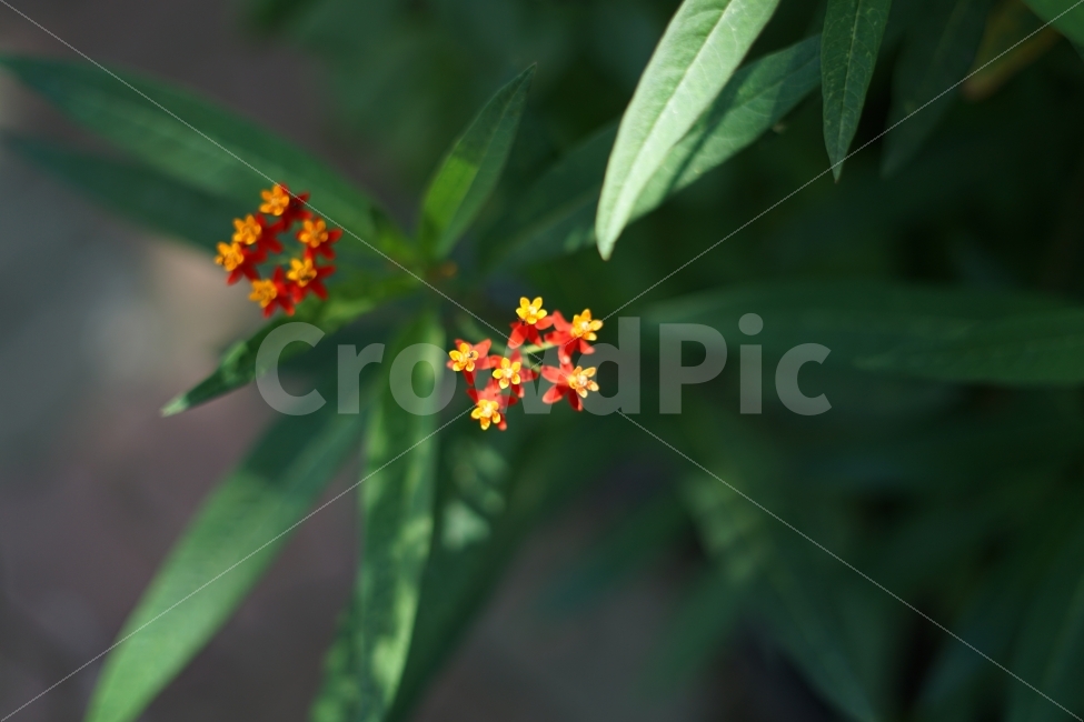 꽃,꽃사진,노란색,빨간색,혼합,길거리,식물,자연,plants,nature,꽃,flower