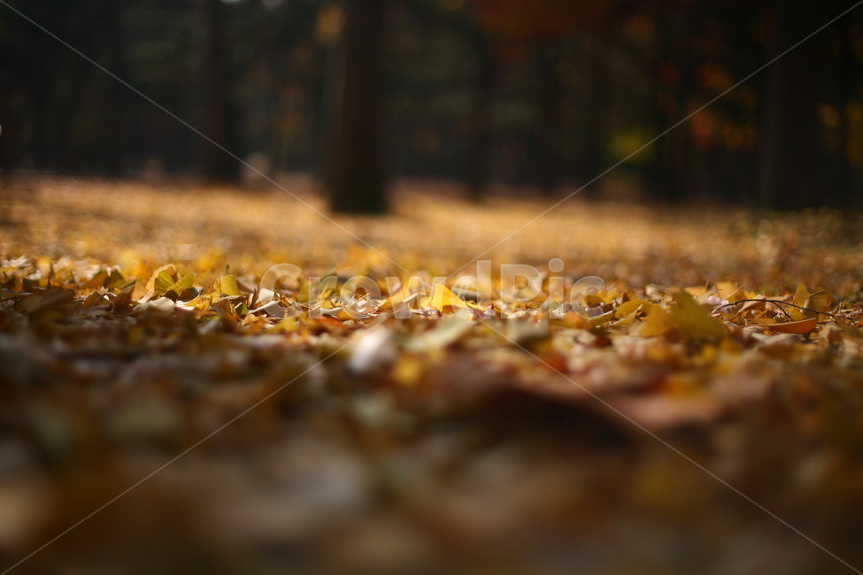 tree,나무,plant,식물,나무줄기,공원,자연,단풍,가을,계절,fall,autumn,season,자연,풍경,nature,landscape