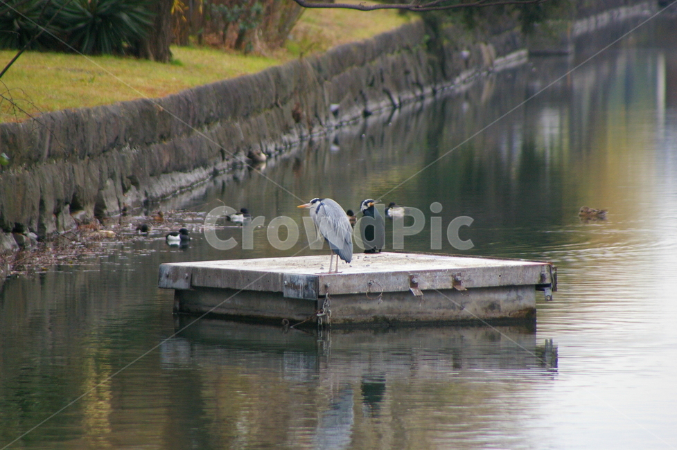 일본,도쿄,공원,풍경,야외,bird,새,animal,동물,waterfowl,물새,동물,animal,조류,새,birds