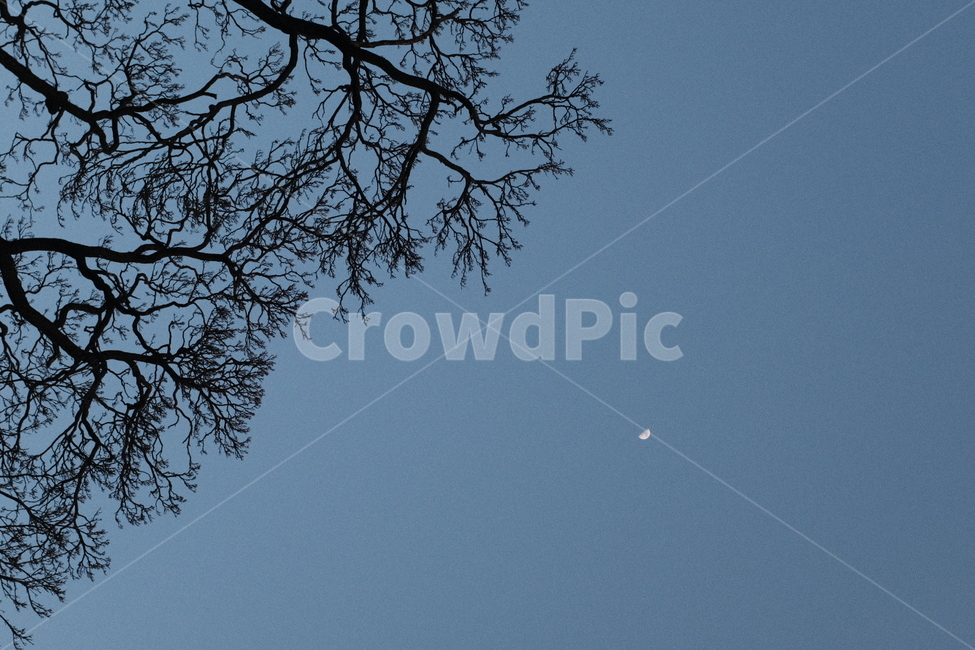 plant,식물,tree,나무,실루엣,달,하늘,파랑,blue,sky,moon,나뭇가지,나무줄기,treetrunk
