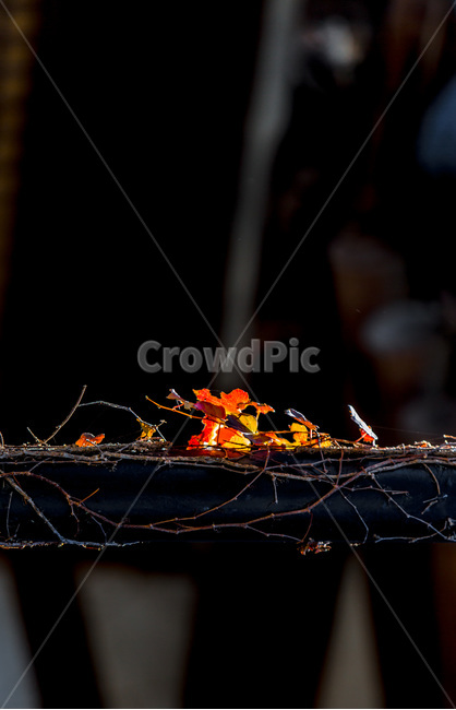 낙엽,가을,감성,정물,단풍,문양,가을,계절,fall,autumn,season,식물,자연,plants,nature,plant,leaf,잎,tree,나무