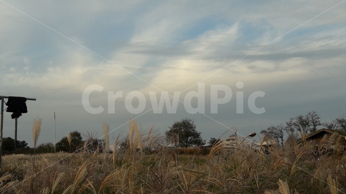 하늘공원,상암동,억새풀,파란하늘,구름,가을,계절,fall,autumn,season,자연,풍경,nature,landscape,한국자연풍경,한국자연경관,korea nature landscape,grass,잔디,plant,식물
