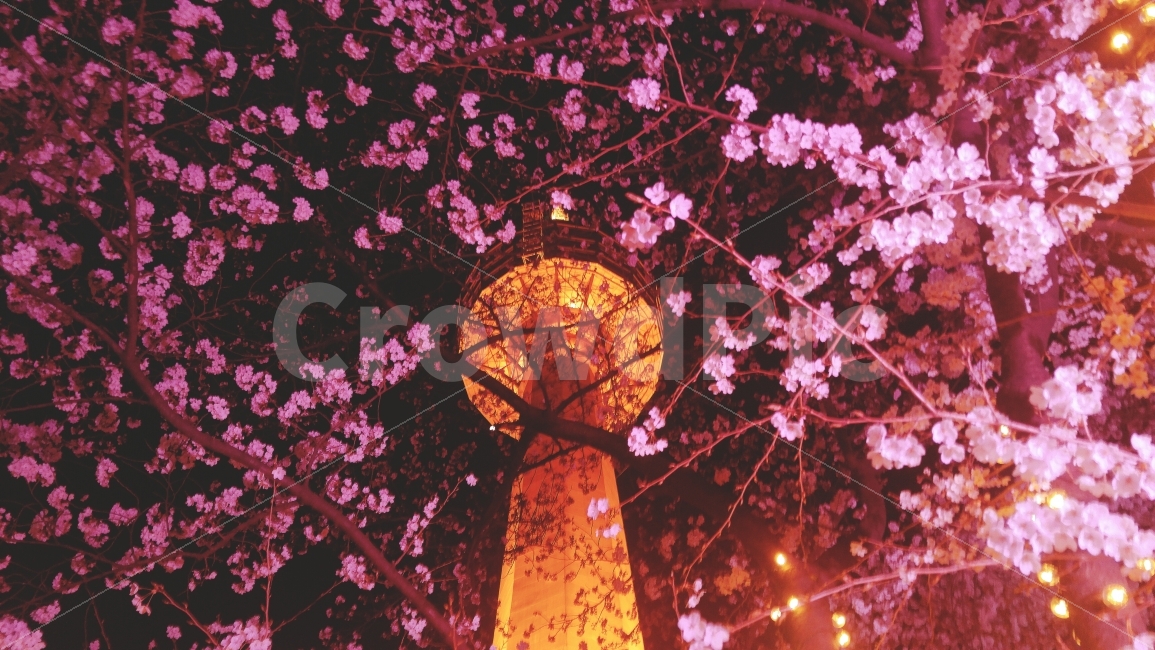 83타워,대구,벚꽃,야경,축제,봄,계절,spring,season,식물,자연,plants,nature,꽃,flower,야경,밤,풍경,nightscape,night,landscape,랜드마크,landmark,tourist attraction,plant,blossom