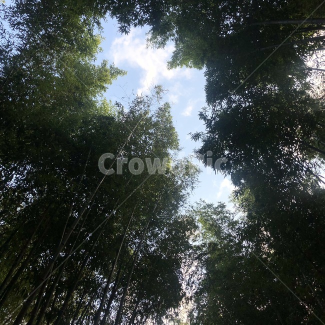 대나무,하늘,구름,나무들,숲사이,숲,tree,cloud,sky,bamboo,자연,풍경,nature,landscape,나무,plant,식물,vegetation,초목,light,빛,flare,플레어