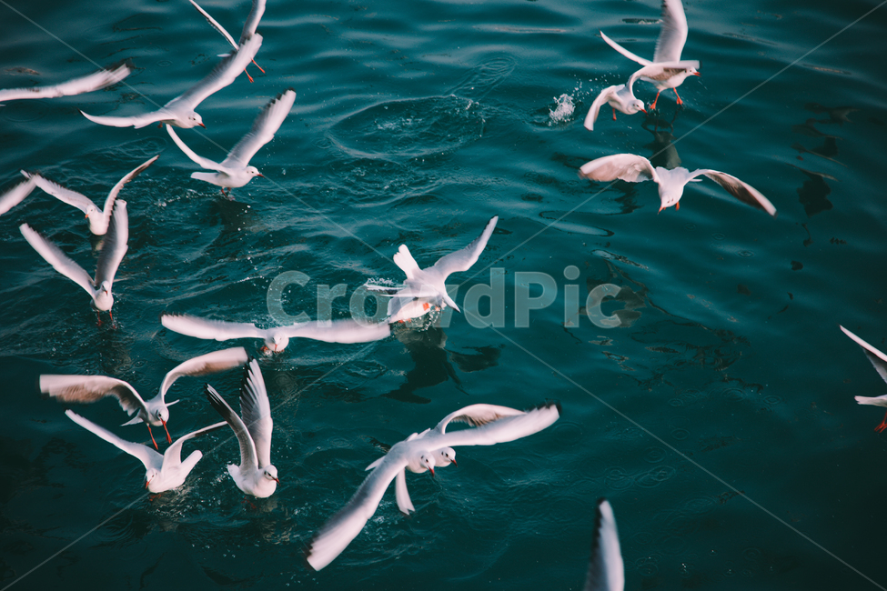 바다,갈매기,동물,부산,여름,동물,animal,조류,새,birds