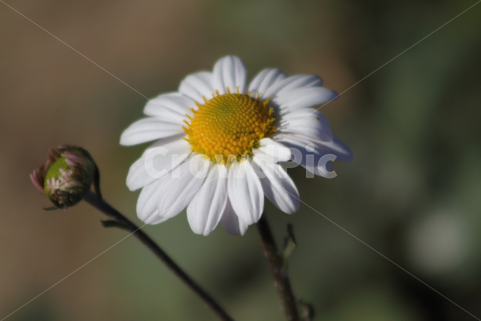 구절초,꽃,식물,야생화,manchurianchrysanthemum,식물,자연,plants,nature,꽃,flower
