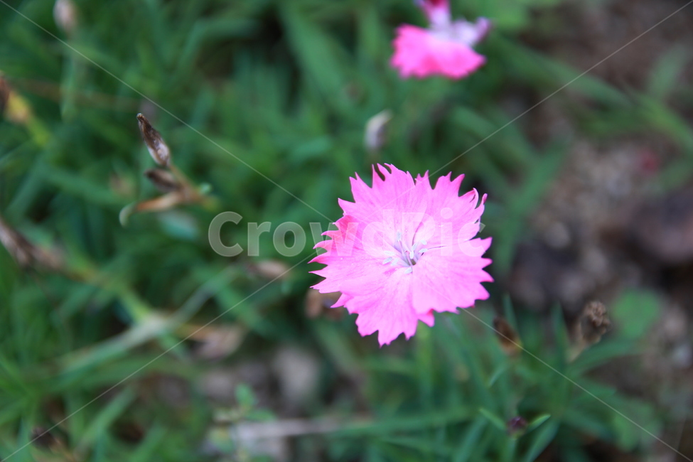 꽃,봄,꽃잎,flower,분홍꽃,분홍색,핑크색,화단,자연,식물,garden