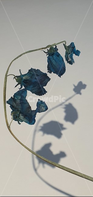 꽃,꽃송이,드라이플라워,그림자,식물,파란장미,장미,말린장미,말린꽃,flower,blue,plants,dryflower