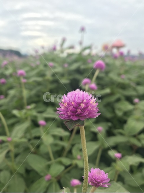 천일홍,보라색,보라꽃,꽃밭,꽃축제,식물,자연,plants,nature,꽃,flower