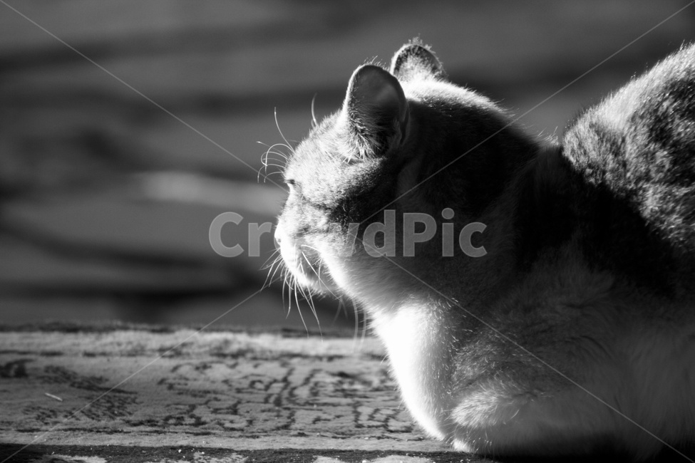 pet,cat,animal,동물,고양이,포유류,동물,animal,포유류,mammal,고양이,cat,kitten,kitty,흑백,모노톤,monochrome,black and white