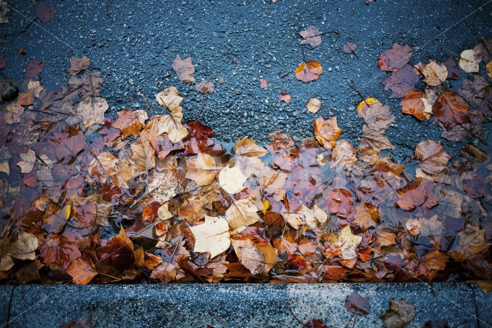계절,비,가을,낙엽,가을비,축축,감성,감성사진,길,길거리,가을,계절,fall,autumn,season,leaf,잎,plant,식물,tree,나무