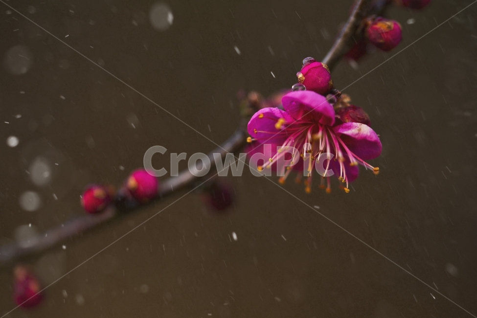 매화꽃,매화나무,봄,설중매,봄을알리는꽃,겨울,계절,winter,season,식물,자연,plants,nature,꽃,flower