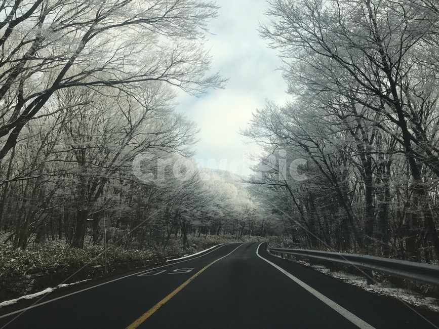 도로,눈꽃,눈,나무,꽃
