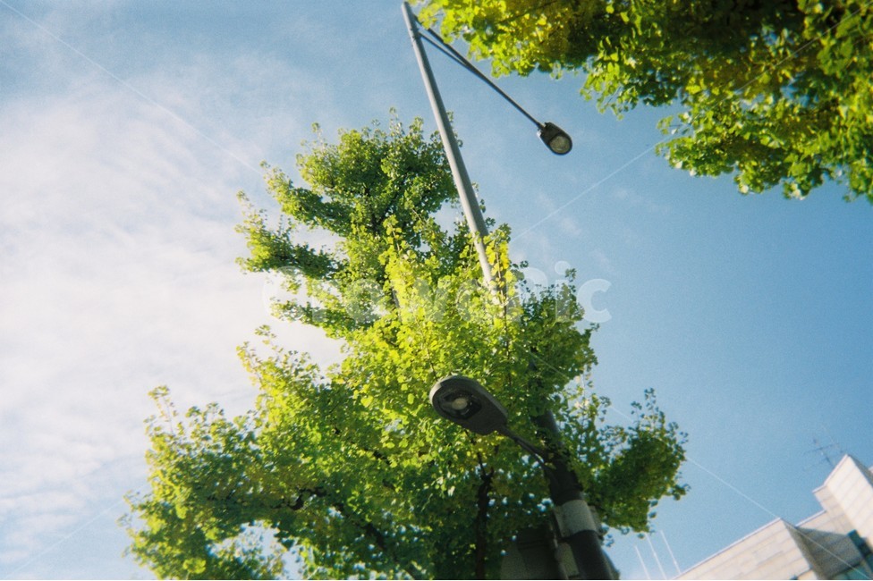 감성사진,필름카메라,감성샷,나무,하늘,자연,풍경,nature,landscape