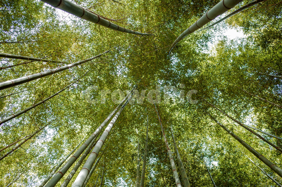 대나무숲,대나무,숲,자연,산림욕,휴식,힐링,나무,자연,풍경,nature,landscape,plant,식물,bamboo